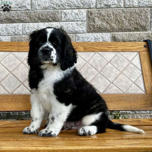 Farley (Mini), Saint Bernard Puppy